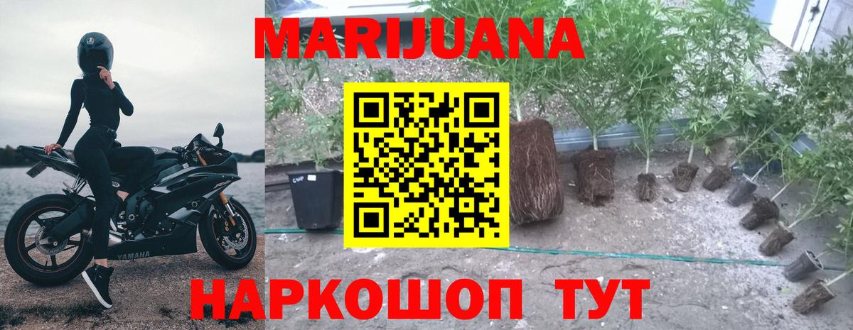 Каннабис MAZAR Тавда