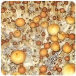Псилоцибиновые (галлюциногенные)  грибы Psilocybin "Golden Teacher" в Тавде