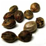 Семена марихуаны АК-47  (Seeds AK-47) в Тавде